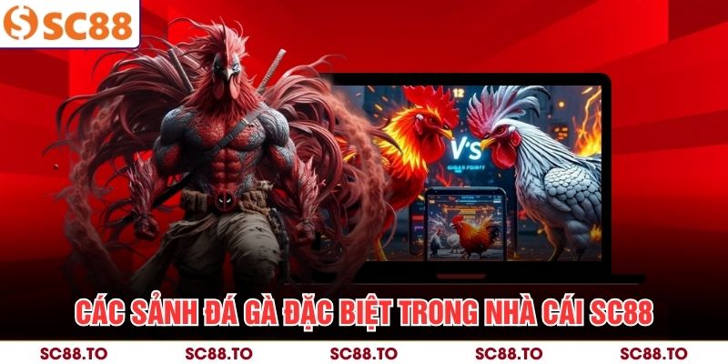 Các sảnh đá gà đặc biệt trong nhà cái SC88
