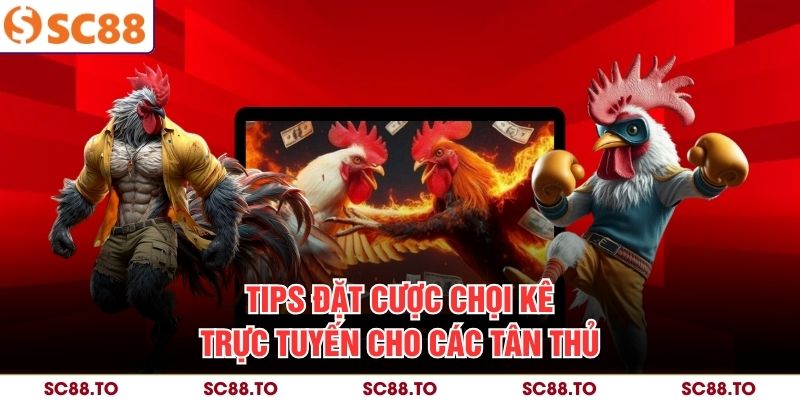 Tips đặt cược chọi kê trực tuyến cho các tân thủ